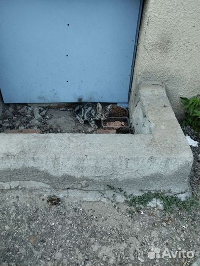 Котятам подросткам нужен дом