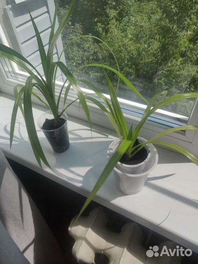 Панданус маленький