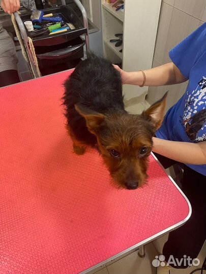 Уход за животными