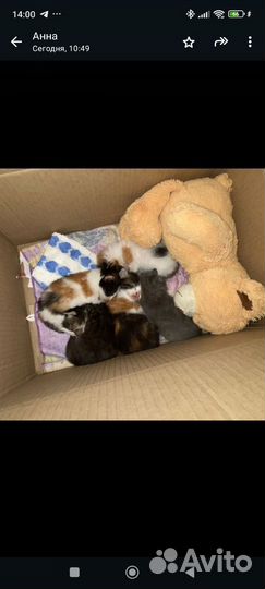 Котята в добрые руки