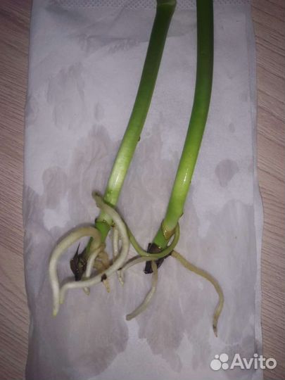 Монстера Делициоза