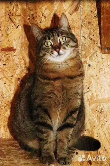 Кошка Груня тоскует.ищем дом