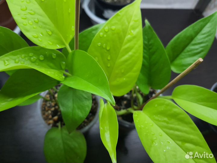 Эпипремнум Марбл Квин