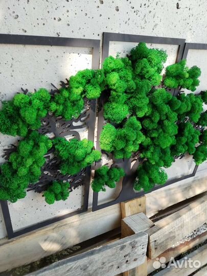 Пано дерево