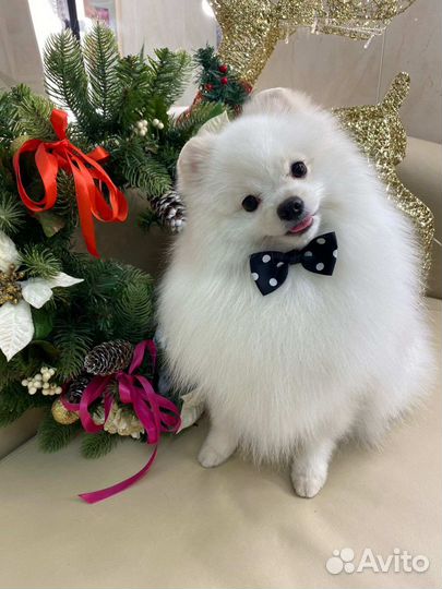 Белый померанский шпиц мальчик