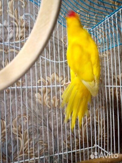 Попугай Какарик