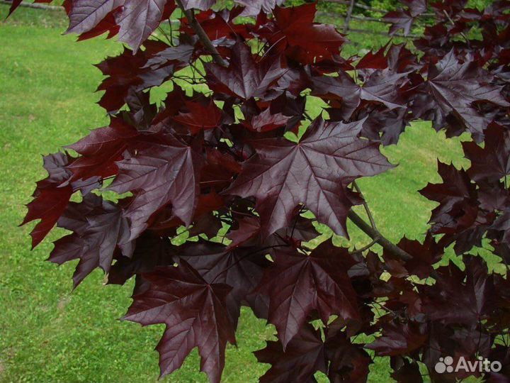 Клены, редкие виды, семена