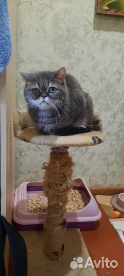 Кот в добрые руки