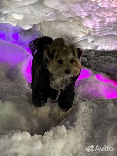 Вязка собак