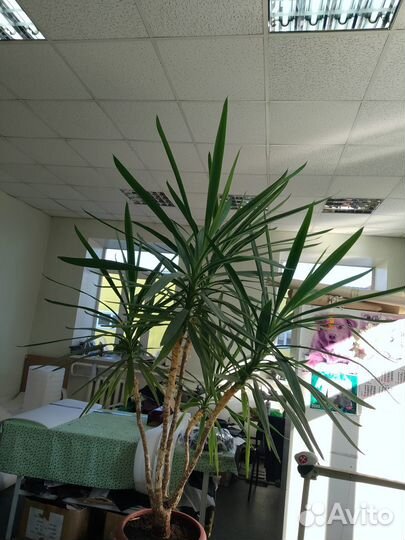 Пальма Юкка