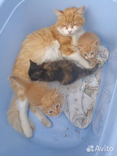 Котята в добрые руки