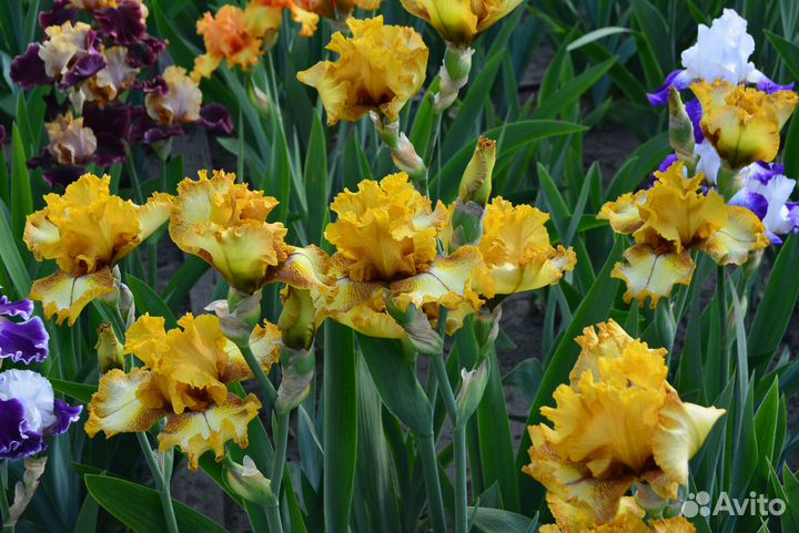 Ирисы бородатые