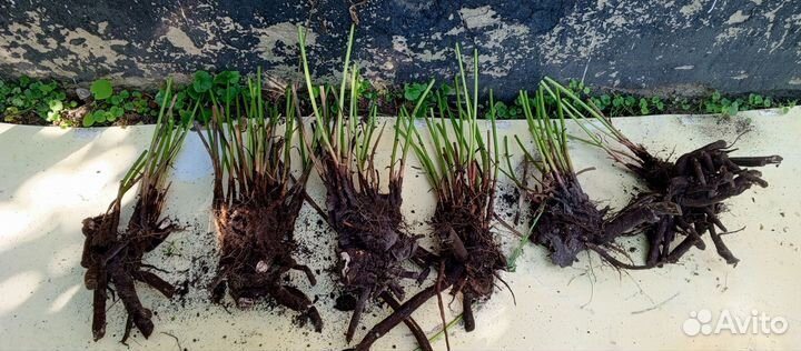 Пион розовый корень