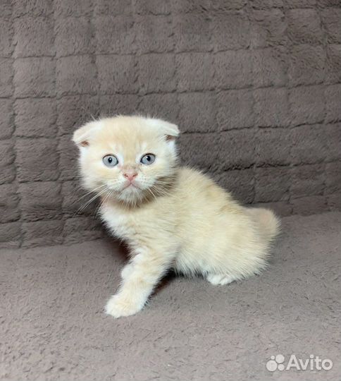 Британские котята