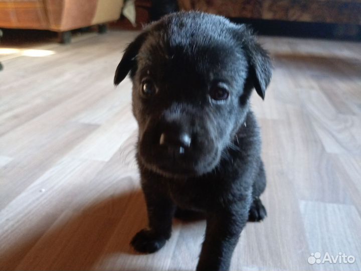 Щенки в хорошие руки