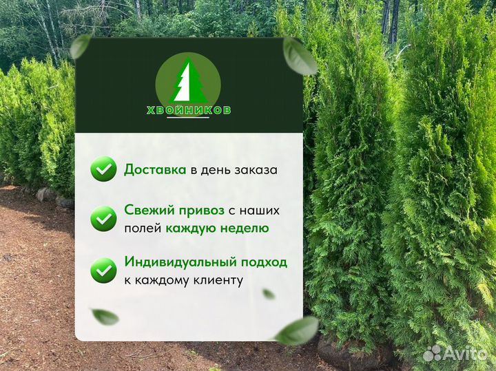 Туя Смарагд / Брабант / Сосна