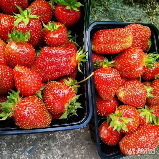 Рассада клубники