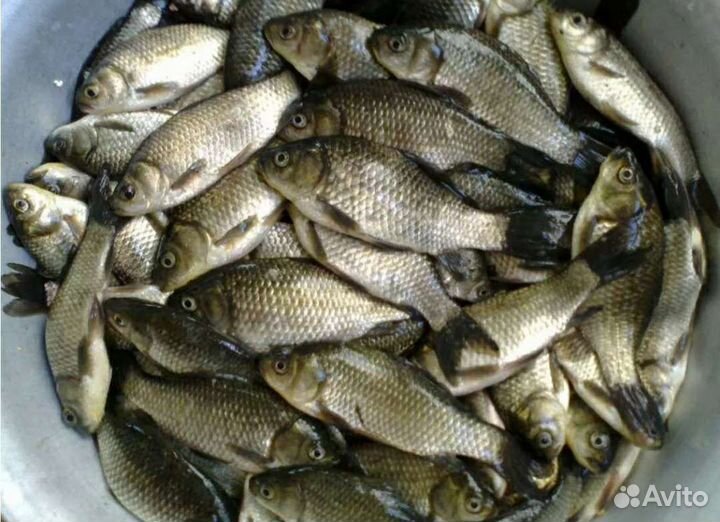 Живец карась