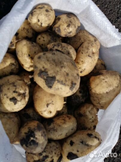 Картофель оптом