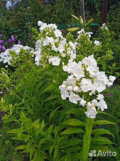 Ромашка, монарда красная, флоксы