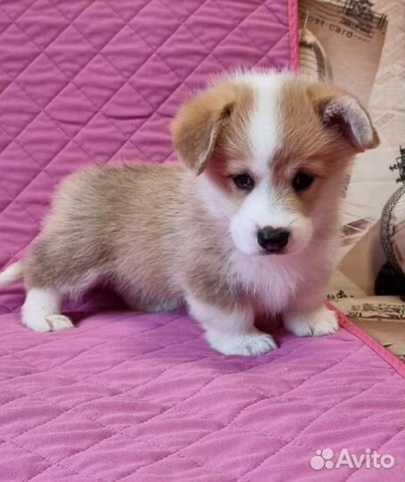 Щенки вельш-корги пемброк