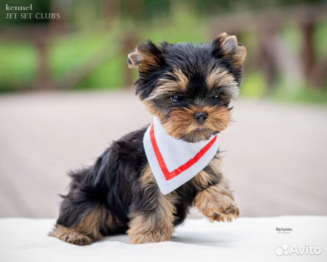 Мини - девочка настоящего йоркширского терьера