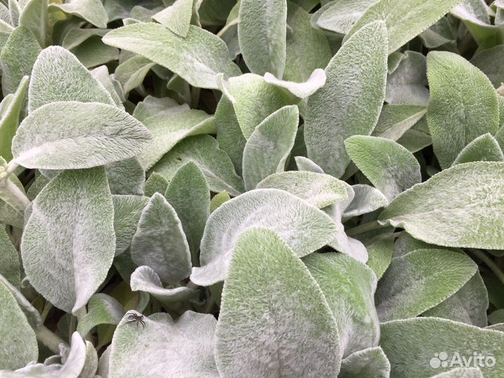 Тимьян ползучий, чистец шерстистый, манжетка