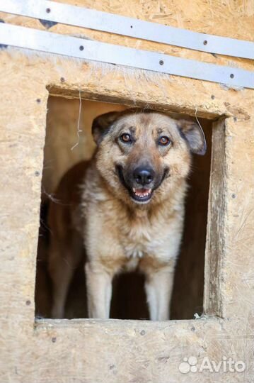 Мохнатое счастье-Кози