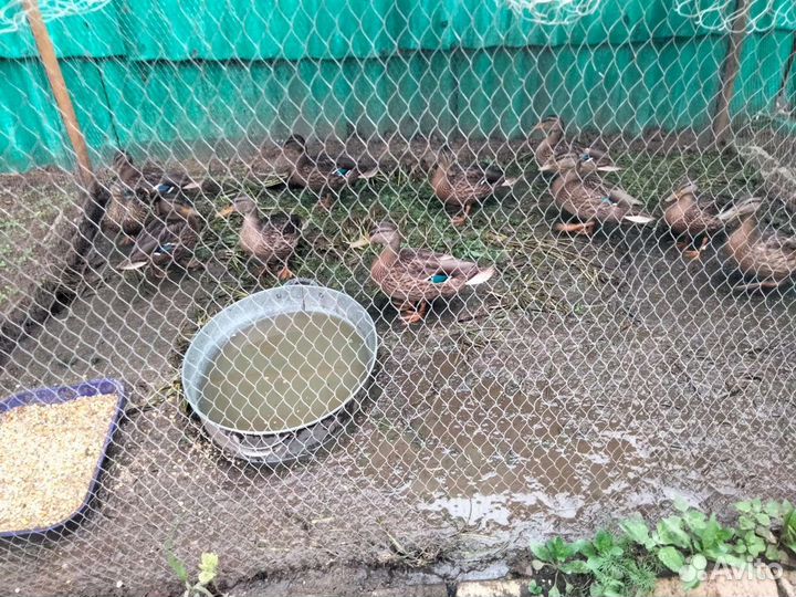 Утки дикие-подсадные