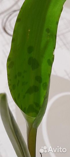 Продам цветы комнатные