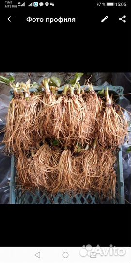 Саженцы клубники, фриго