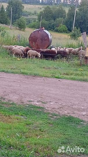 Овцы бараны ягнята