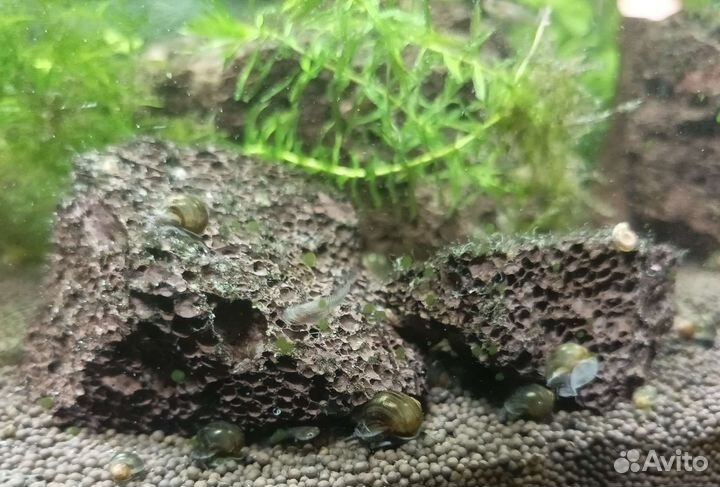 Улитки ампулярии