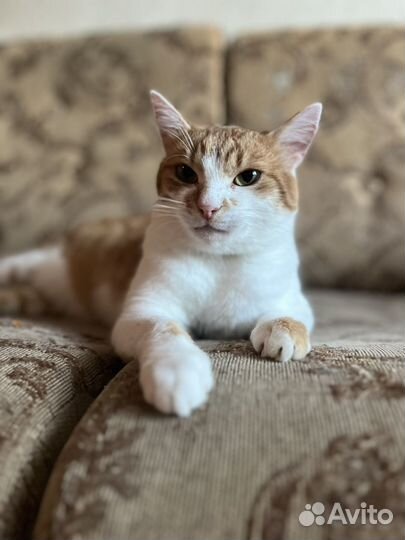 Душевный котик Кузя