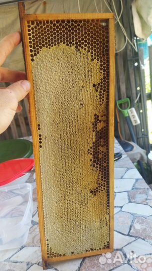 Медок-сахорок