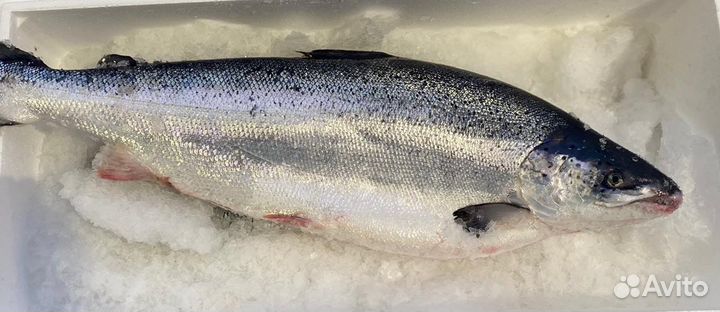 Семга(лосось) охлажденный