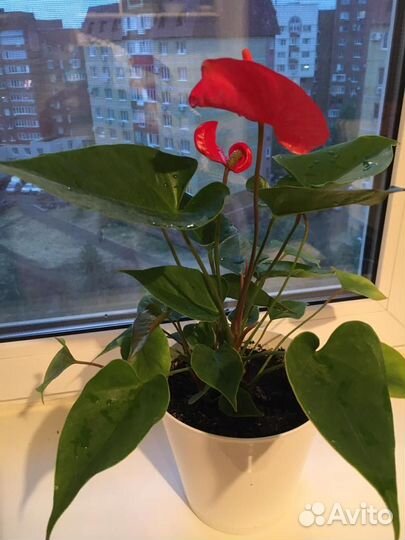 Комнатные цветы Антуриум