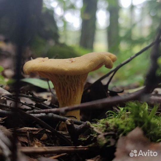 Лисички с доставкой