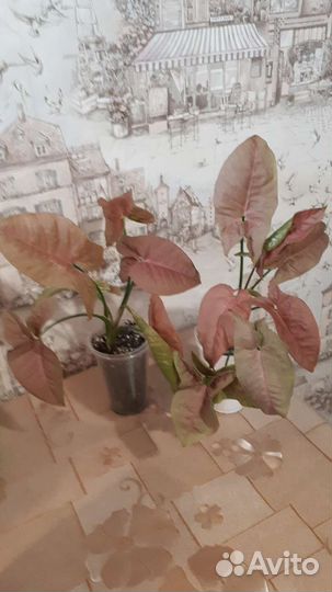 Псевдоэрантемум