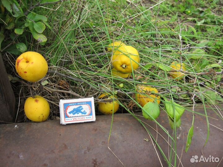 Саженцы и плоды айвы японской (хеномелес)