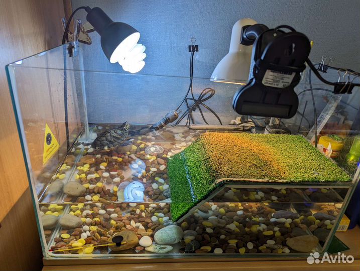 Красноухая черепаха с аквариумом