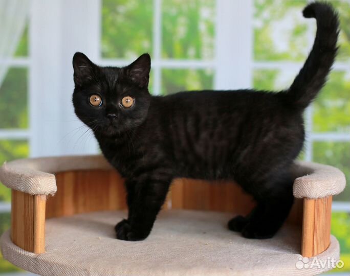 Черный британский котик
