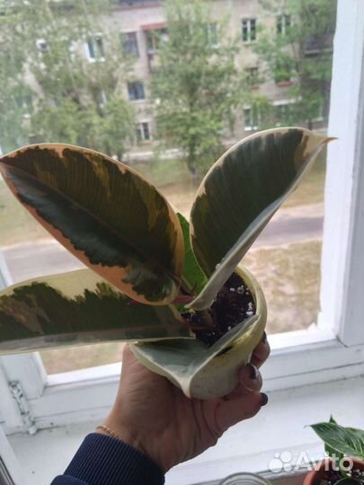 Фикус эластика тинеке