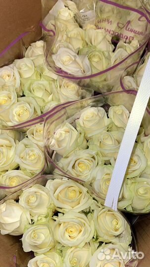 Розы белые Аваланш цветы букеты 15 19 25 29