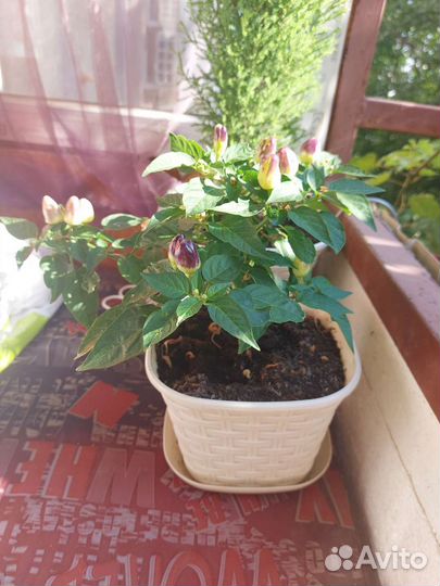 Перец комнатный острый