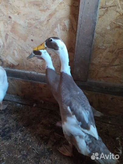 Утята индийского бегунка, инкубационное яйцо