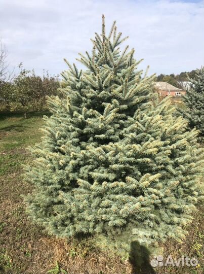 Ель голубая «кавказская»