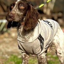 Английский кокер-спаниель, взрослый пёс