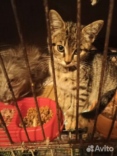 16 котят ищут надежных хозяев