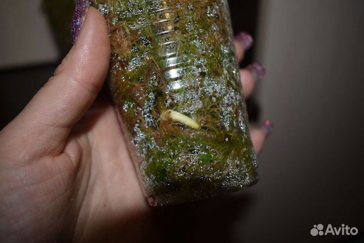 Монстера альба